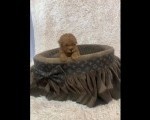 Crvene toy pudle ekstra malog rasta 