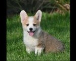 Velski korgi/Welsh Corgi Pembroke