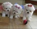 toy pudla