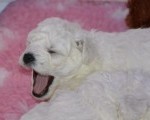 mini pudle