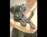 Cane Corso štenci