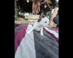 Merle francuski buldog štenci