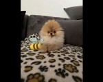 Pomeranci, prelepi stenci