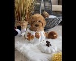 Nove bebice toy I mini pudle 
