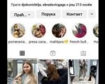 Stenci toy i mini pudle vrhunske genetike