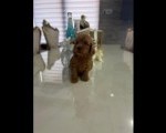 Goldendoodle prelepi štenci