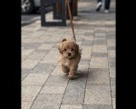 Maltipoo vrhunske genetike