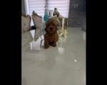 Goldendoodle prelepi štenci