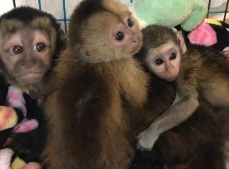 capuchin.jpg