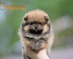 Pomeranac BOO medvedići, Pomeranski Špic štenci