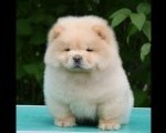Chow Chow Cau Cau Čau Čau
