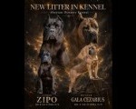 CANE CORSO prelepi štenci