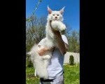 Maine Coon mačići 