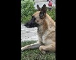 Malinoa štenci