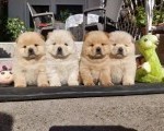 Chow chow - cau cau