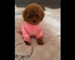 Nove bebice toy I mini pudle  