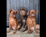 Chocolate Brussel Griffon Petit Brabançon (Smooth Brussel Griffon) štenci 
