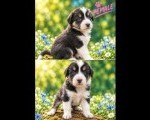 Border collie štenci