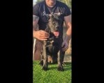 Cane Corso žensko štene