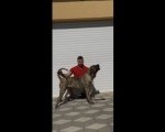 Presa Canario ženka