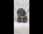 Maltipu - Maltipoo prelepi štenci