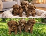 Maltipoo štenci