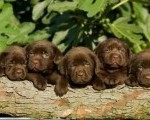 Čokoladni Labrador Retriver štenci 
