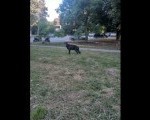 Nemački ovčar crni štenci