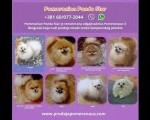 Pomeranac psi na prodaju
