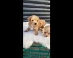 Maltipoo stenci