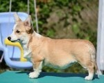 Velski korgi/Welsh Corgi Pembroke štenci