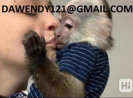 40969218112862028836_original_e334e3d92e2b4d69b4d909d5a2ea6c43.jpg