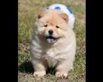 Chow Chow Čau Čau štenci