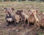 EXOTIC BULLY ŠTENCI