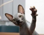 Sphynx mačići