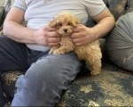 Maltipoo vrhunske genetike