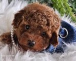 Nove bebice toy I mini pudle 