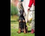 Doberman, muško štene