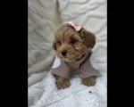 Maltipoo nove bebe  