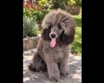 Silver Poodle/Francuska Pudla.musko stene
