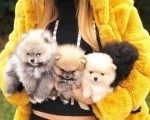 Pomeranski špic,Pomeranac,Pomeranian,Boo štenci