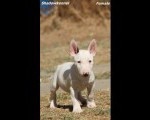 Mini Bull Terijer prelepi štenci