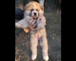 Japanska Akita (Akita Inu) 