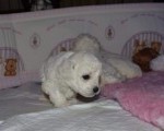 Toy pudla