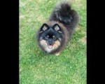 Pomeranski spic muzjak