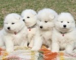 Samojed prelepi štenci