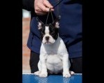 French bulldog/Francuski buldog štenci