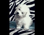 toy pudla
