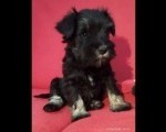 Na prodaju prelepi štenci patuljastog šnaucera 