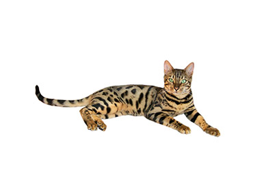 Bengalska mačka